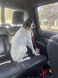 Reunited Male Dog last seen Berryknoll and Willcrest, Houston, TX 77411