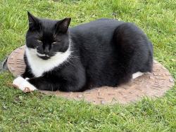 Lost Male Cat last seen Kinwalsy lane, Meriden, England 