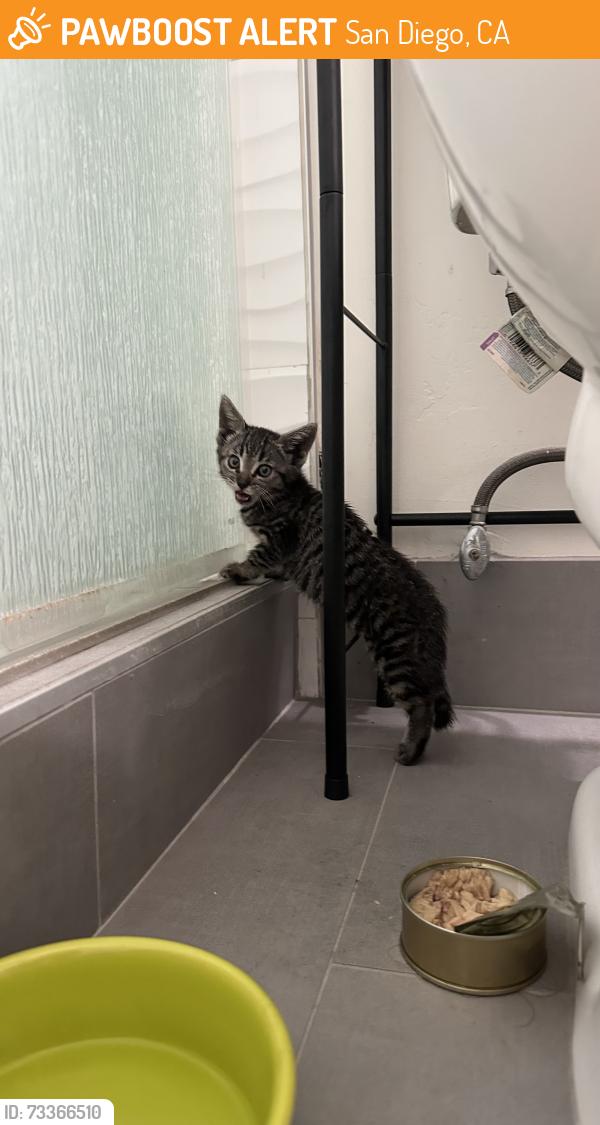 Found/Stray Unknown Cat last seen East Falls View Dr, San Diego, CA 92115