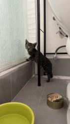Found/Stray Unknown Cat last seen East Falls View Dr, San Diego, CA 92115