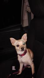 Found/Stray Male Dog last seen Running around with leash attached in koreatown, Los Angeles, CA 90006