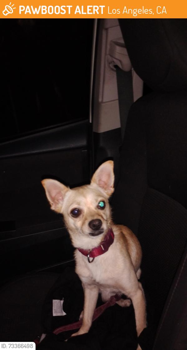 Found/Stray Male Dog last seen Running around with leash attached in koreatown, Los Angeles, CA 90006