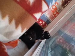 Reunited Unknown Cat last seen Ditman st And strahle st, Philadelphia, PA 19136