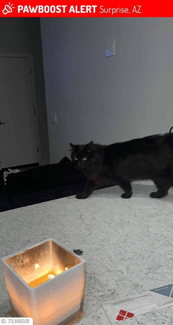 Lost Male Cat last seen Near N 145th Ave Surprise, AZ 85387 United States, Surprise, AZ 85387