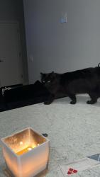 Lost Male Cat last seen Near N 145th Ave Surprise, AZ 85387 United States, Surprise, AZ 85387