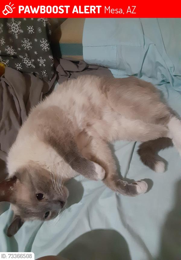 Lost Male Cat last seen 22nd pl and university dr (citrus view cndmniums), Mesa, AZ 85213