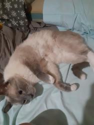 Lost Male Cat last seen 22nd pl and university dr (citrus view cndmniums), Mesa, AZ 85213