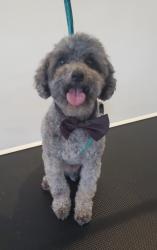 Lost Male Dog last seen Canyon behind Bright Street and South Bonita, Spring Valley, CA 91977