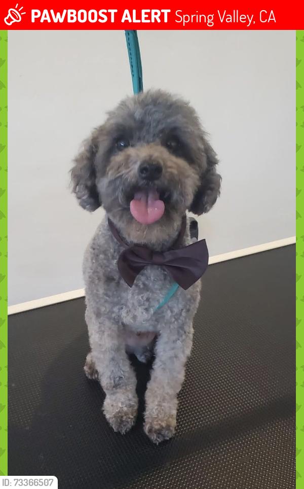 Lost Male Dog last seen Canyon behind Bright Street and South Bonita, Spring Valley, CA 91977