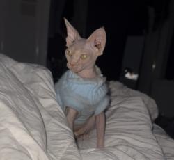 Reunited Female Cat last seen lamar blvd, Arlington, TX 76012