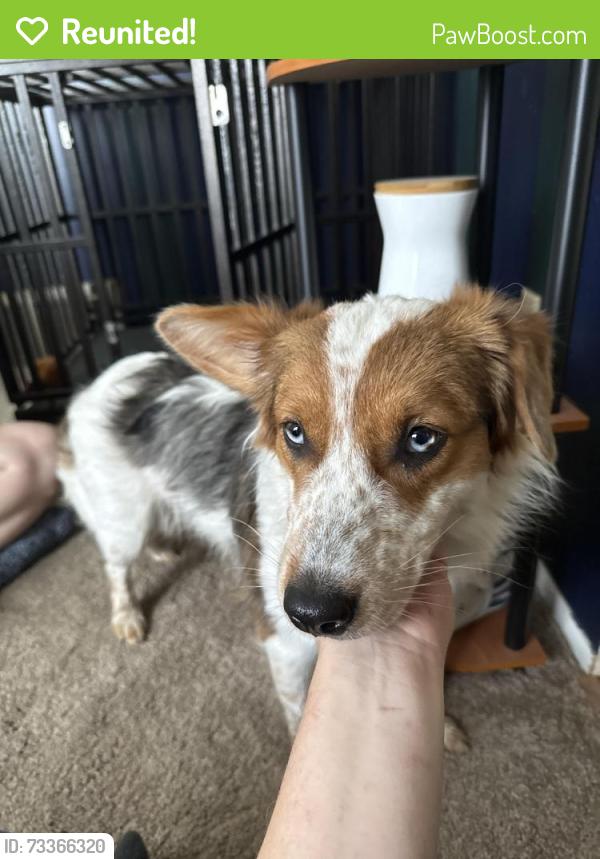 Reunited Unknown Dog last seen Yellowhammer and Rosebay, Westerville, OH 43081