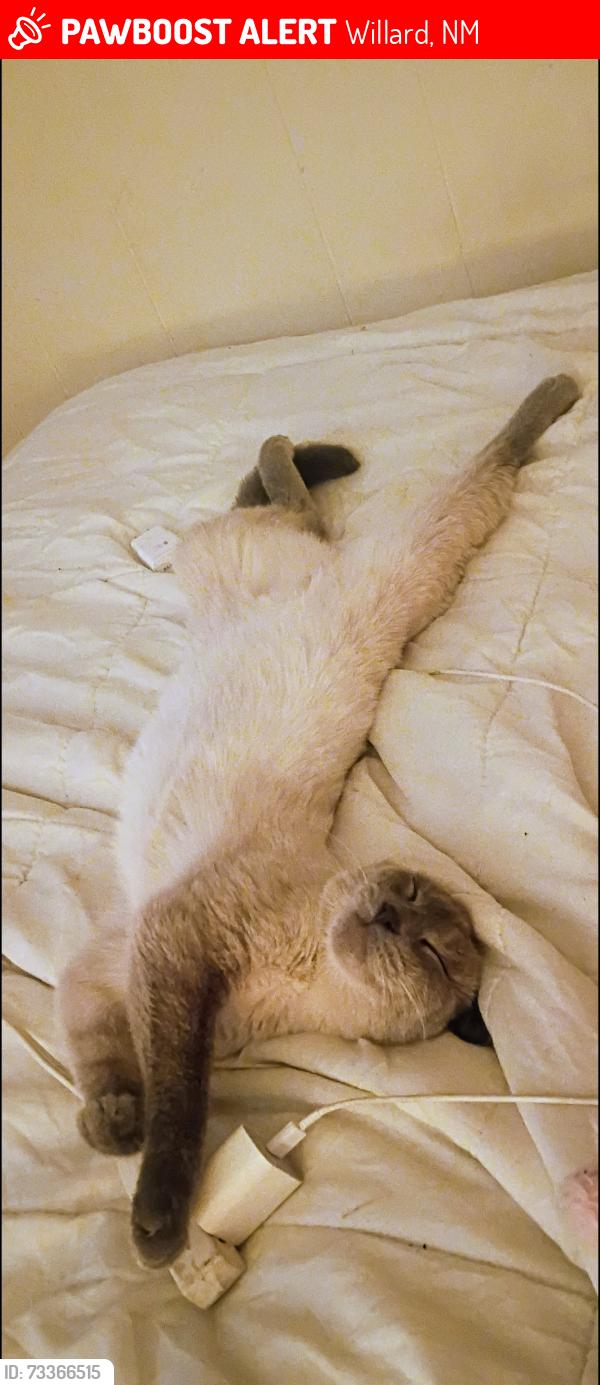 Lost Female Cat last seen 10th and jackson, Willard, NM 87063