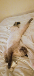 Lost Female Cat last seen 10th and jackson, Willard, NM 87063