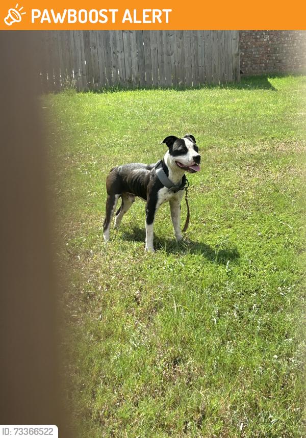 Found/Stray Male Dog last seen Trammel ests Neighborhood, North Little Rock, AR 72117