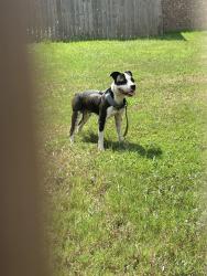 Found/Stray Male Dog last seen Trammel ests Neighborhood, North Little Rock, AR 72117