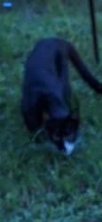 Found/Stray Unknown Cat last seen Near Creekside green drive spring.tx, Creekside, PA 15701