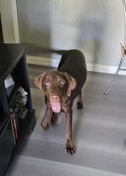 Found/Stray Female Dog last seen Oels st, White Settlement, TX 76108