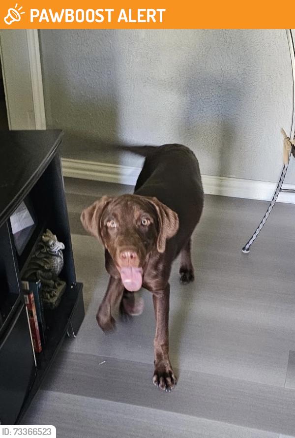 Found/Stray Female Dog last seen Oels st, White Settlement, TX 76108