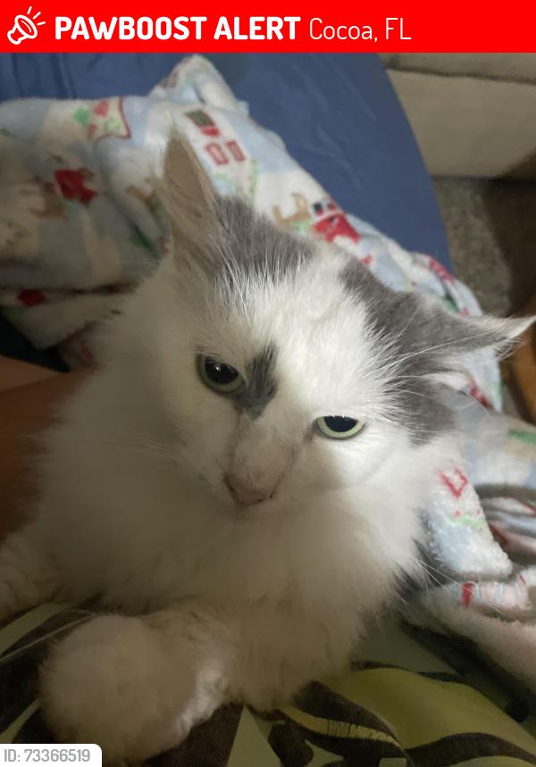Lost Male Cat last seen Burnett rd King St 520, Cocoa, FL 32926