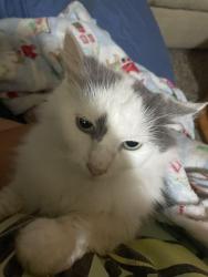 Lost Male Cat last seen Burnett rd King St 520, Cocoa, FL 32926