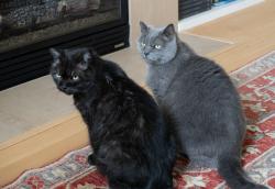 Lost Male Cat last seen SE Nehalem St & SE 11th Ave. Sellwood, Portland, OR 97202