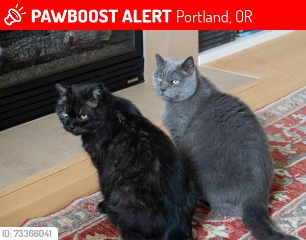Lost Male Cat last seen SE Nehalem St & SE 11th Ave. Sellwood, Portland, OR 97202