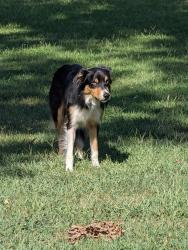 Found/Stray Male Dog last seen Southwest Middle School, Gastonia, NC 28052