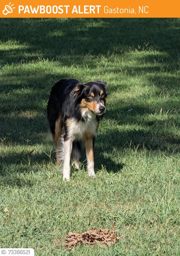 Found/Stray Male Dog last seen Southwest Middle School, Gastonia, NC 28052