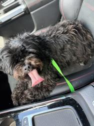 Reunited Female Dog last seen Sw 8th ct Cape Coral fl, Cape Coral, FL 33914