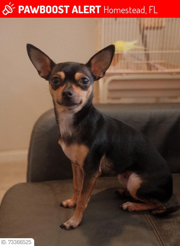 Lost Female Dog last seen Coral castle, Homestead, FL 33033
