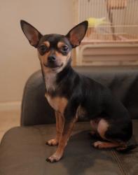 Lost Female Dog last seen Coral castle, Homestead, FL 33033