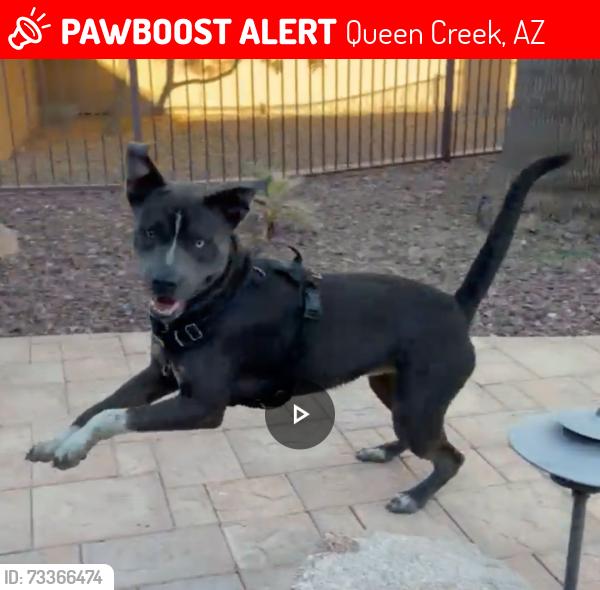Lost Male Dog last seen E Ocotillo Rd & Hawes Rd, Queen Creek, AZ 85142
