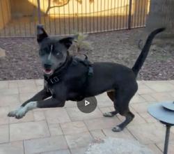 Lost Male Dog last seen E Ocotillo Rd & Hawes Rd, Queen Creek, AZ 85142