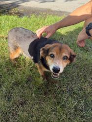 Found/Stray Male Dog last seen Maple & Larchlea, Birmingham, MI 48009