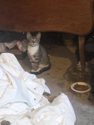 Found/Stray Unknown Cat last seen Valley Road, Winston-Salem, NC 27106