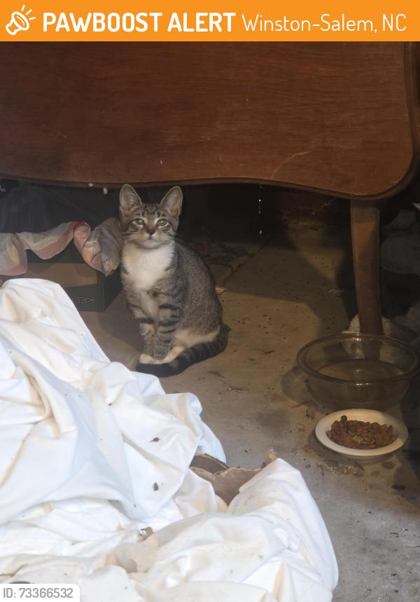 Found/Stray Unknown Cat last seen Valley Road, Winston-Salem, NC 27106