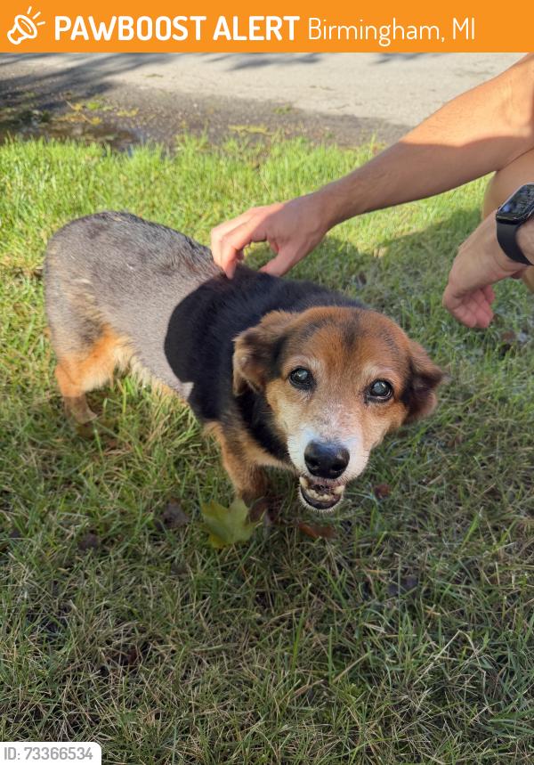 Found/Stray Male Dog last seen Maple & Larchlea, Birmingham, MI 48009