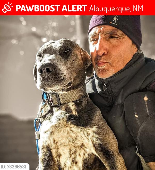Lost Male Dog last seen Near lilac dr, Albuquerque, NM 87104