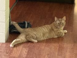 Reunited Male Cat last seen Northvale Rd btw Sunnyhills and Rosemount, Oakland, CA 94610