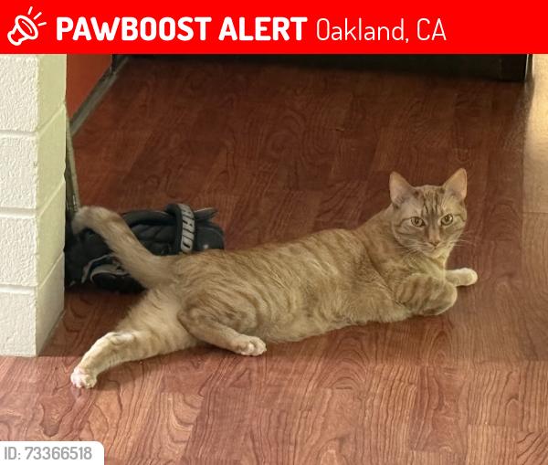 Lost Male Cat last seen Northvale Rd btw Sunnyhills and Rosemount, Oakland, CA 94610