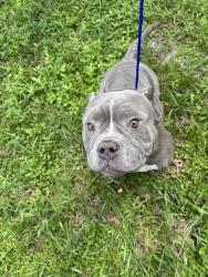 Shelter Stray Male Dog last seen Near BLOCK NW 145TH ST, 3599 NW 79th Ave, Doral, FL 33122, USA