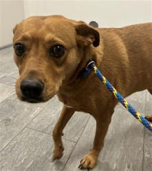 Shelter Stray Female Dog last seen , 2080 S Quebec St, Denver, CO 80231, USA