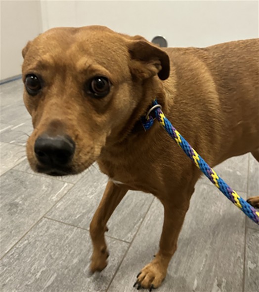 Shelter Stray Female Dog last seen , 2080 S Quebec St, Denver, CO 80231, USA