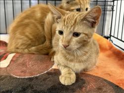 Shelter Stray Male Cat last seen , 14409 Vanowen St, Van Nuys, CA 91405, USA