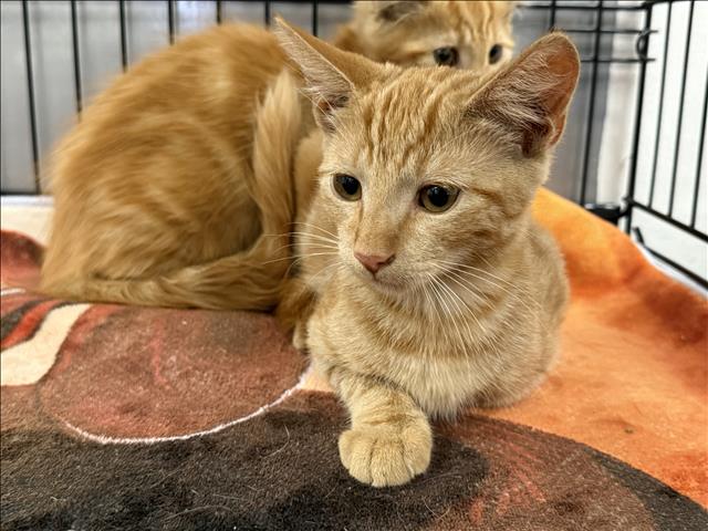 Shelter Stray Male Cat last seen , 14409 Vanowen St, Van Nuys, CA 91405, USA