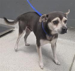 Shelter Stray Male Dog last seen Near BLOCK SHAWMUT ST, TALLAHASSEE FL 32305, 1125 Easterwood Dr, Tallahassee, FL 32311, USA