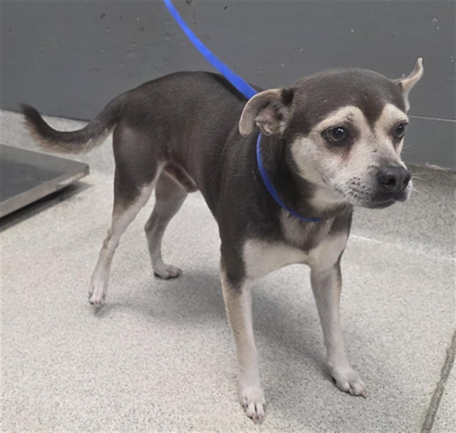 Shelter Stray Male Dog last seen Near BLOCK SHAWMUT ST, TALLAHASSEE FL 32305, 1125 Easterwood Dr, Tallahassee, FL 32311, USA