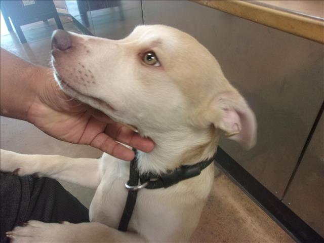 Shelter Stray Male Dog last seen , 14409 Vanowen St, Van Nuys, CA 91405, USA