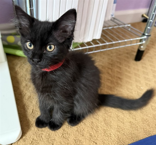 Shelter Stray Male Cat last seen RIO LINDA BLVD & PRICE CT, 2127 Front St, Sacramento, CA 95818, USA