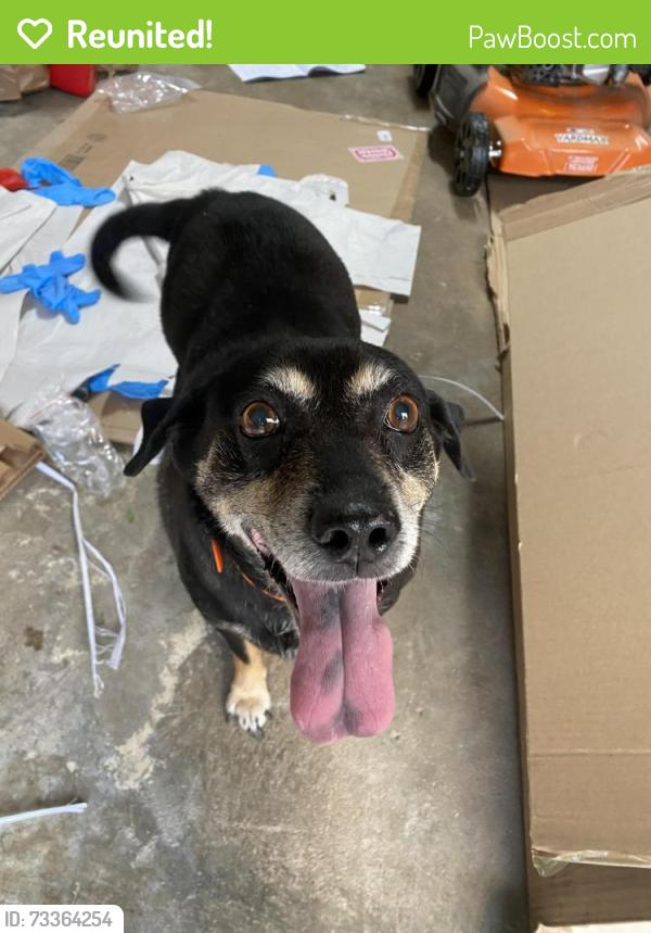 Reunited Male Dog last seen Airport Rd, Clarksville, TN 37042